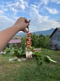 Фуражилка &laquo;Лісовий Смаколик&raquo; 🌿🦜 305 фото