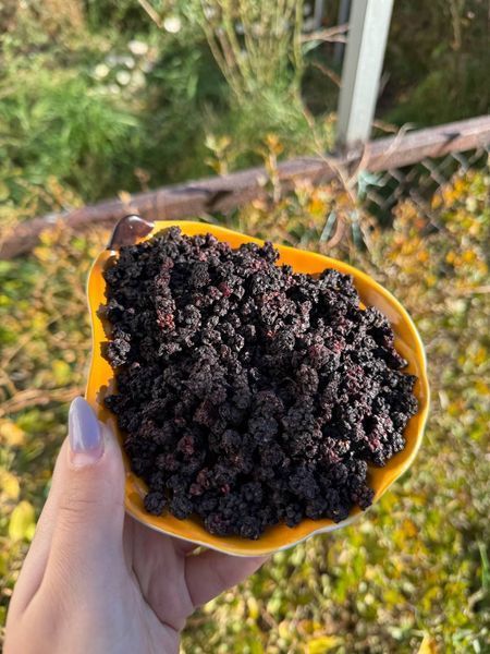 Ожина для папужок 232 фото